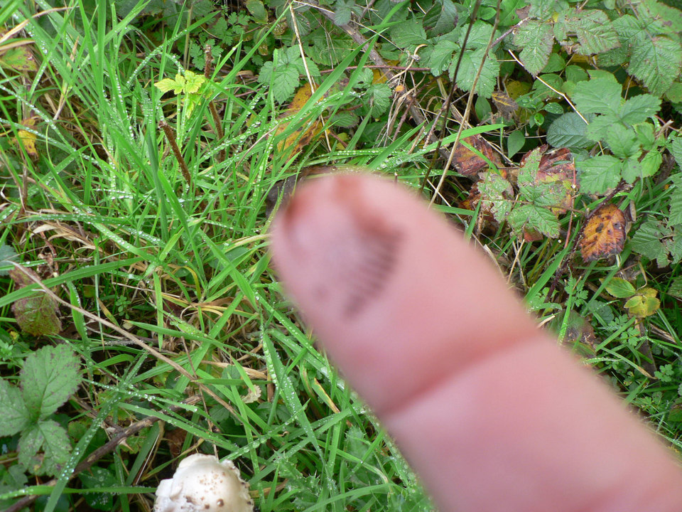 select left of pic for previous, right for next, top for index