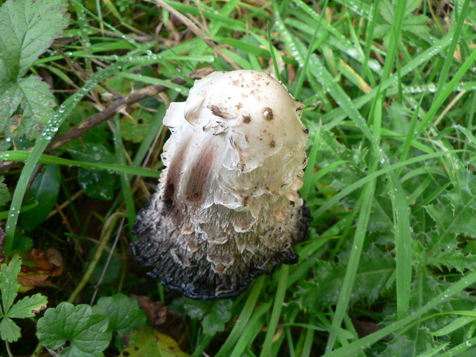 select left of pic for previous, right for next, top for index