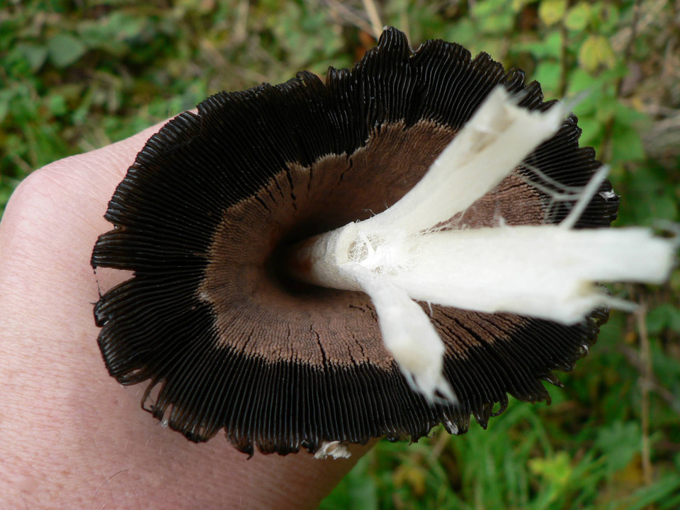 select left of pic for previous, right for next, top for index