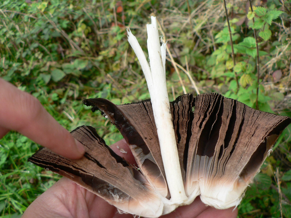 select left of pic for previous, right for next, top for index