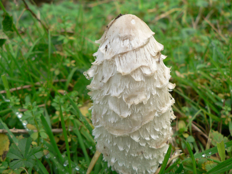 select left of pic for previous, right for next, top for index