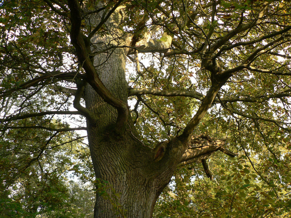 select left of pic for previous, right for next, top for index