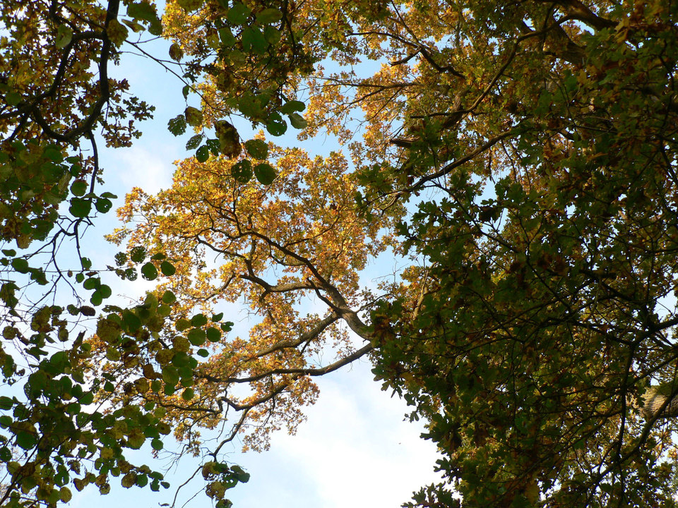 select left of pic for previous, right for next, top for index