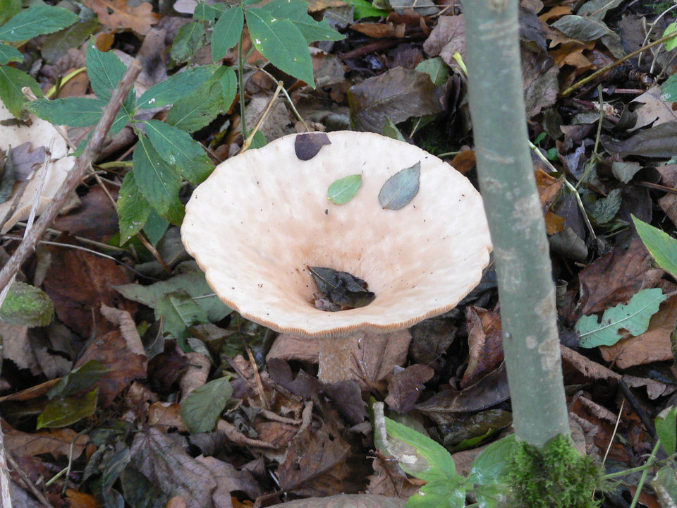 select left of pic for previous, right for next, top for index