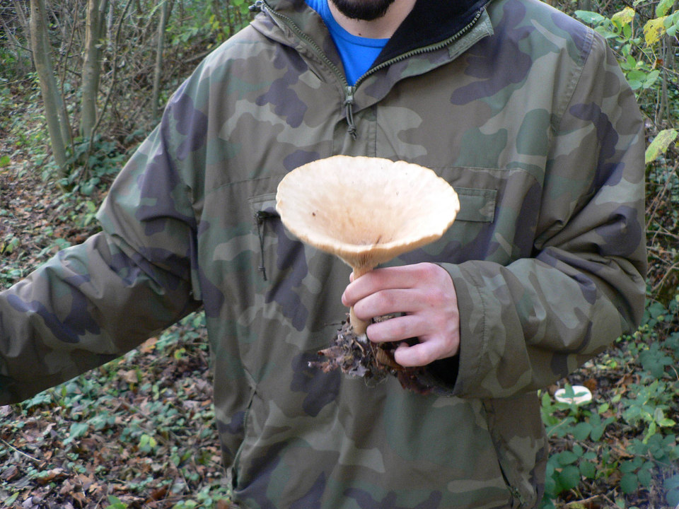 select left of pic for previous, right for next, top for index