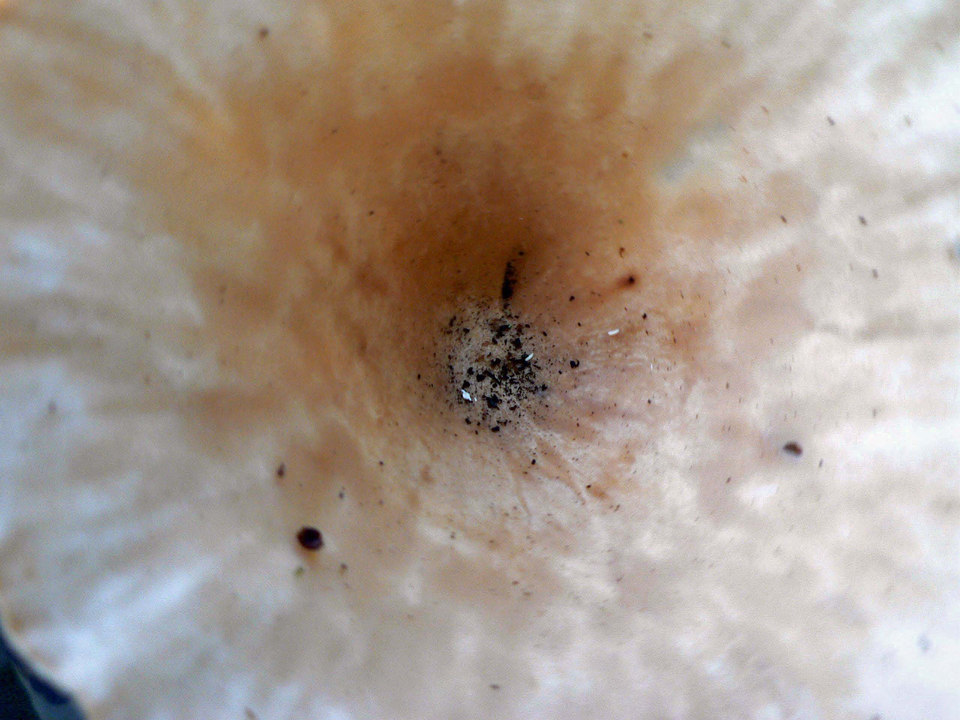 select left of pic for previous, right for next, top for index