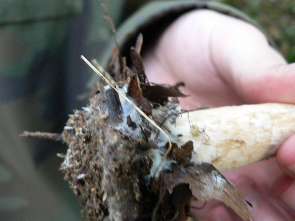 select left of pic for previous, right for next, top for index