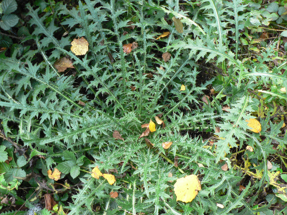 select left of pic for previous, right for next, top for index