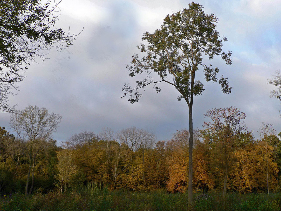 select left of pic for previous, right for next, top for index