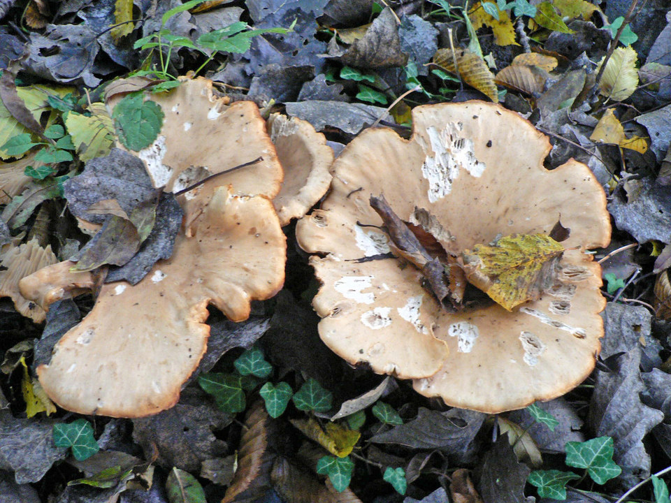 select left of pic for previous, right for next, top for index