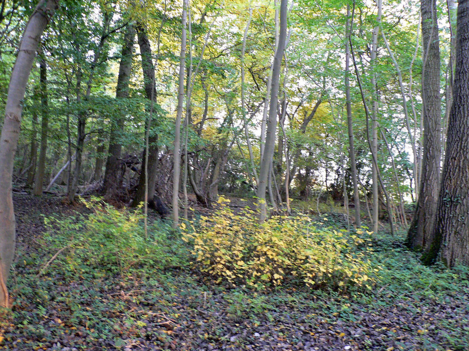 select left of pic for previous, right for next, top for index