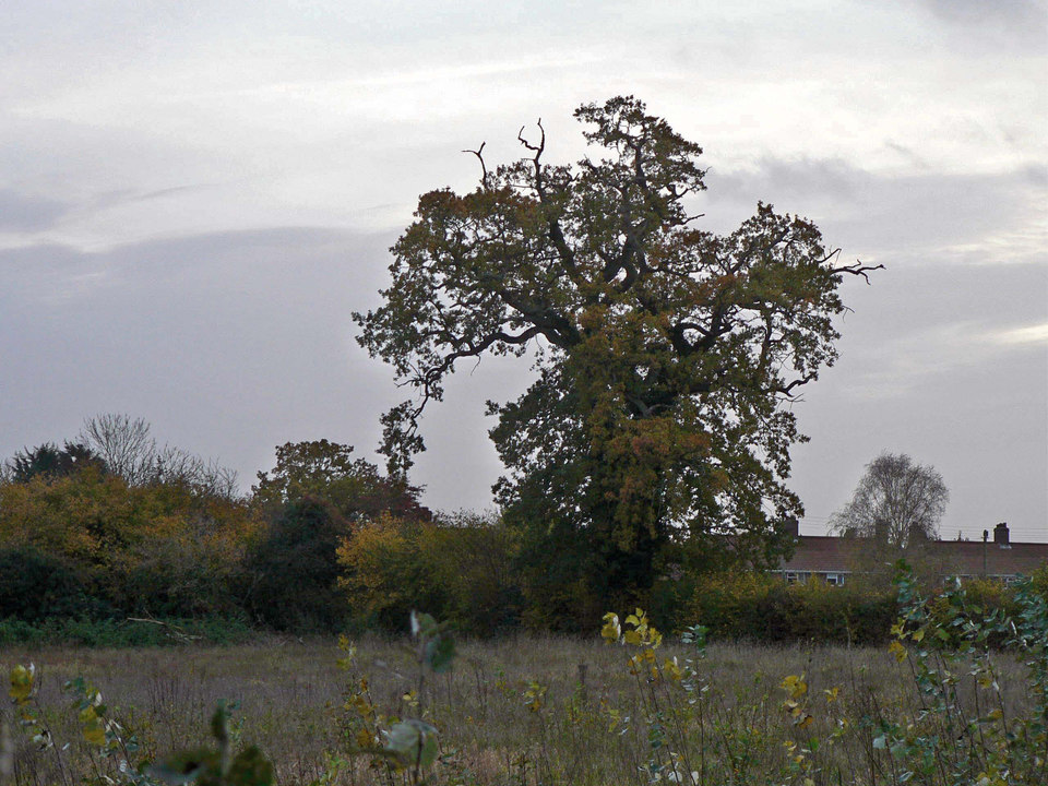 select left of pic for previous, right for next, top for index