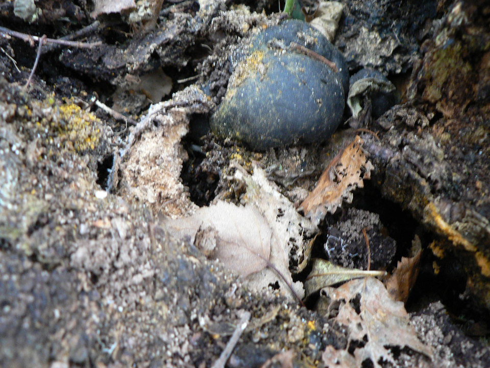 select left of pic for previous, right for next, top for index