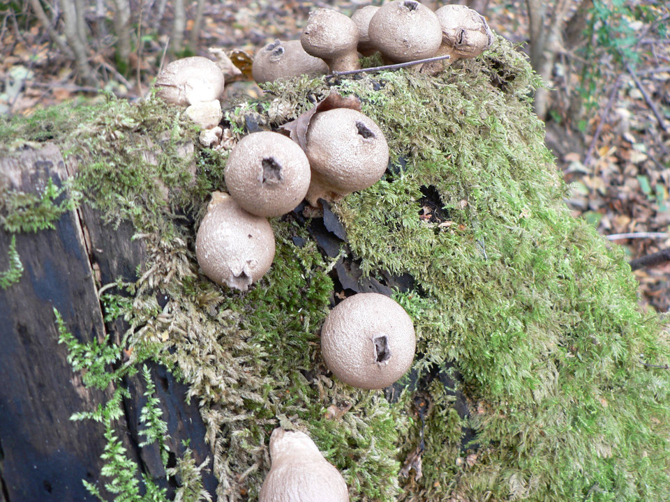 select left of pic for previous, right for next, top for index