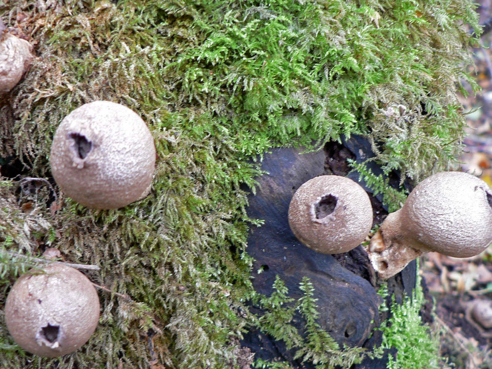 select left of pic for previous, right for next, top for index