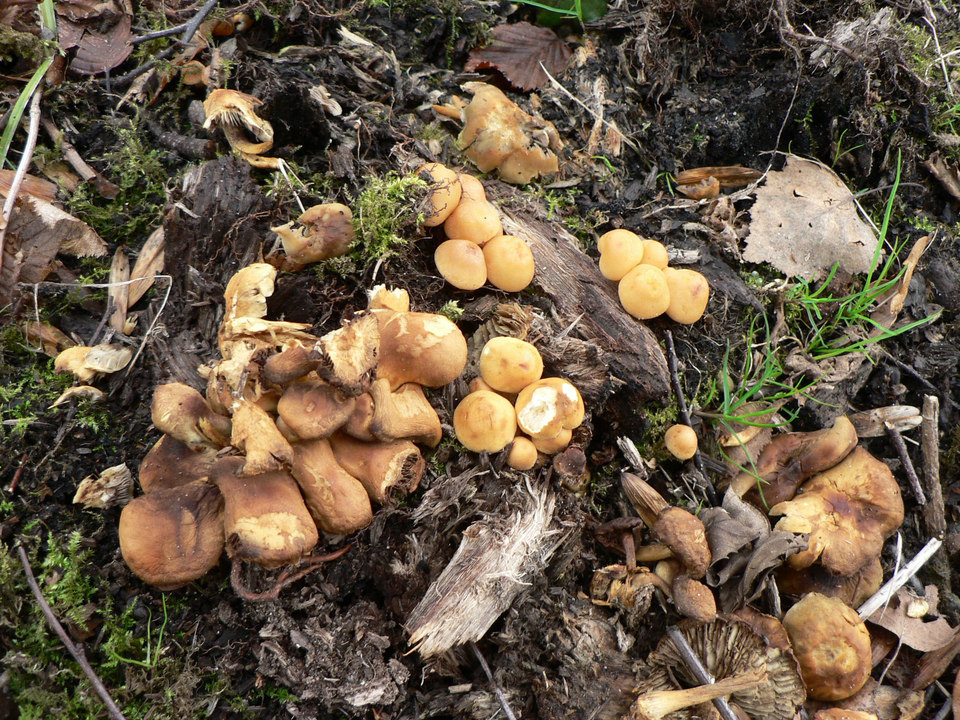 select left of pic for previous, right for next, top for index