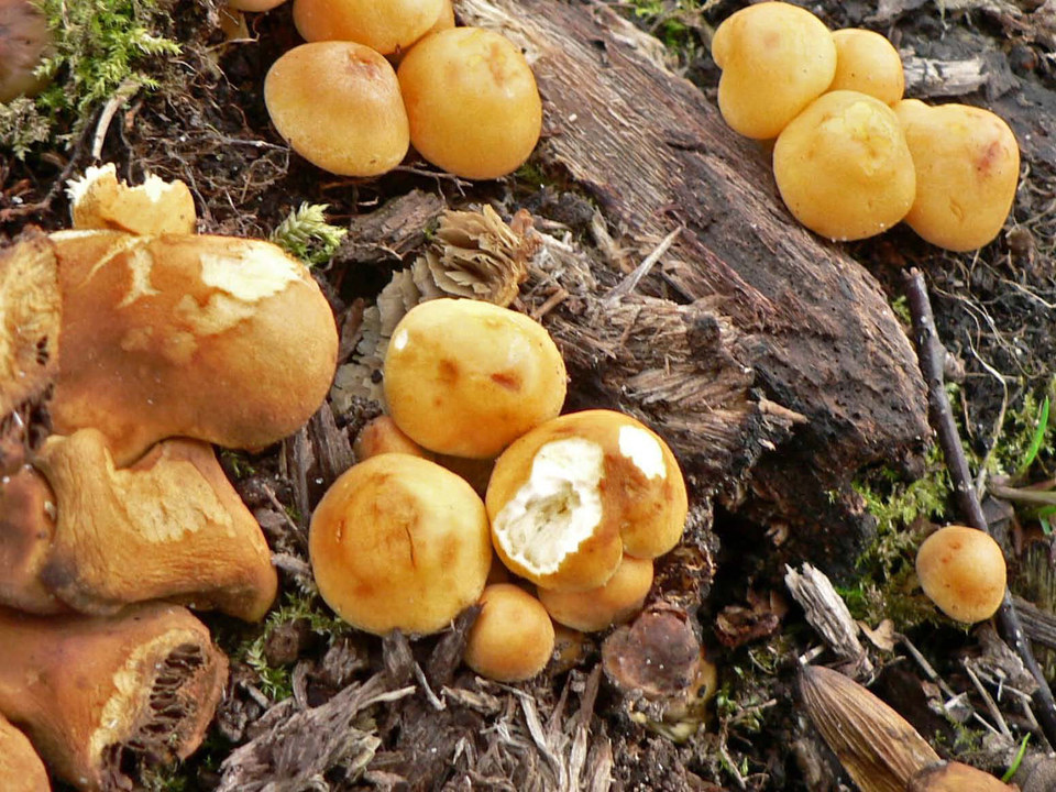 select left of pic for previous, right for next, top for index