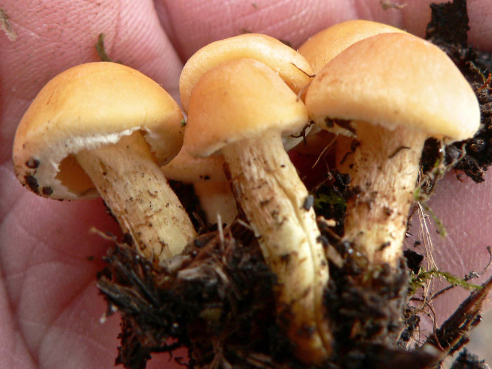 select left of pic for previous, right for next, top for index