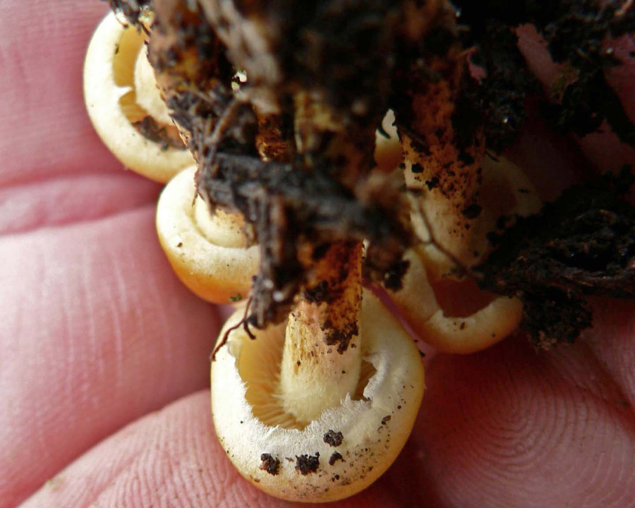 select left of pic for previous, right for next, top for index