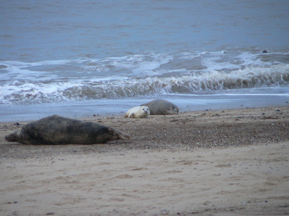 select left of pic for previous, right for next, top for index