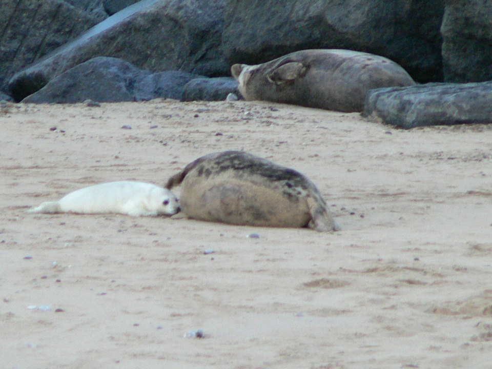 select left of pic for previous, right for next, top for index