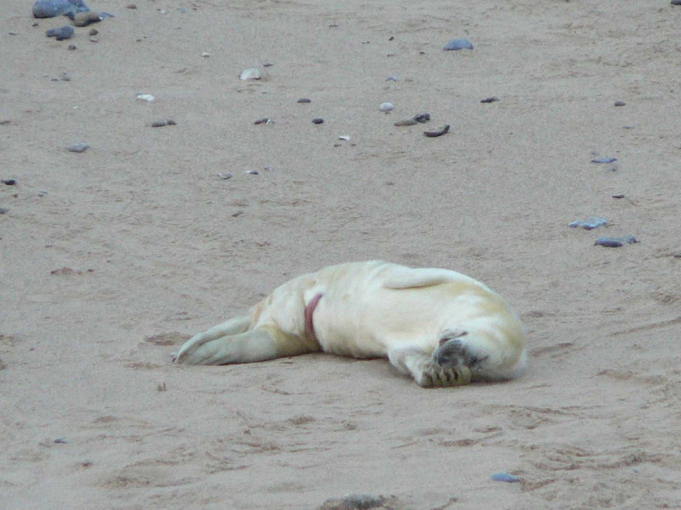 select left of pic for previous, right for next, top for index