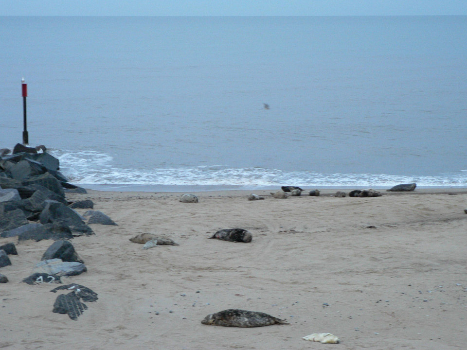 select left of pic for previous, right for next, top for index