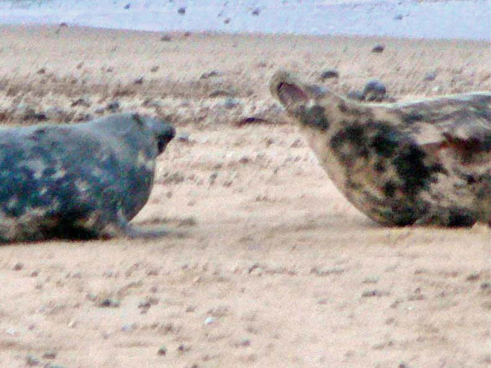 select left of pic for previous, right for next, top for index