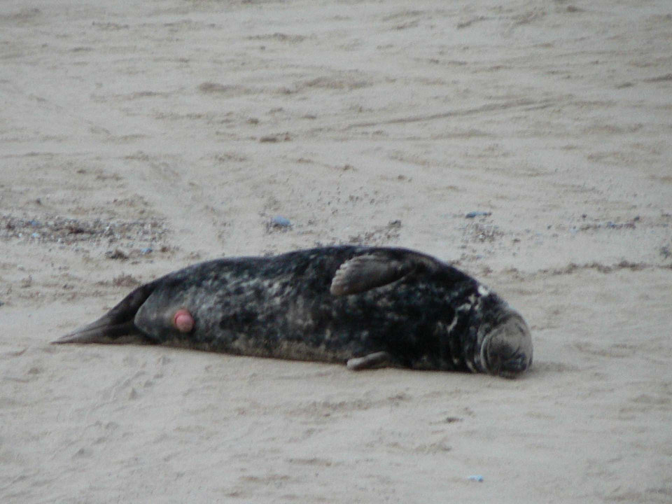 select left of pic for previous, right for next, top for index