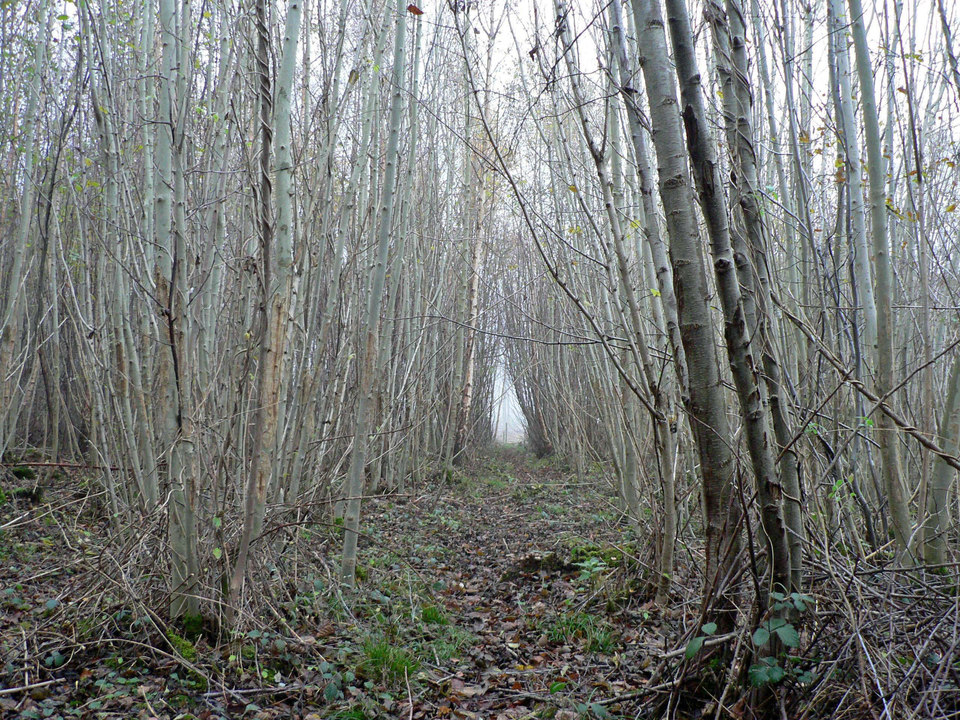 select left of pic for previous, right for next, top for index