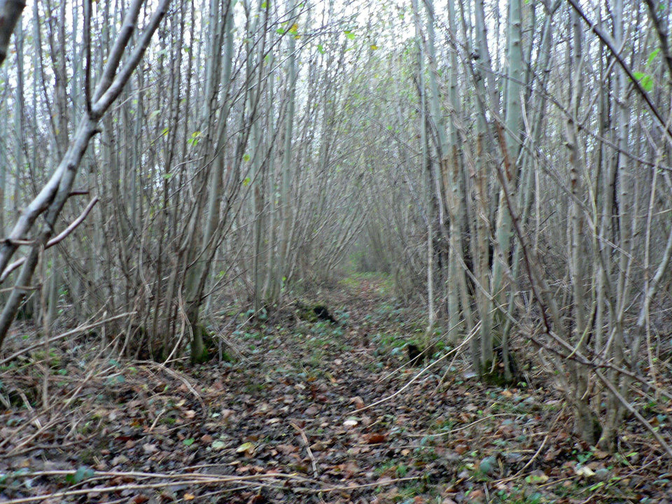 select left of pic for previous, right for next, top for index