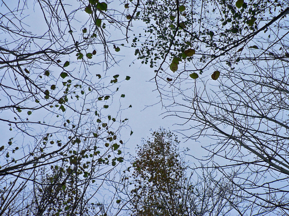 select left of pic for previous, right for next, top for index