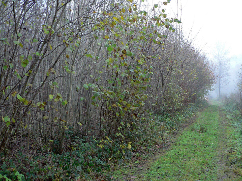 select left of pic for previous, right for next, top for index