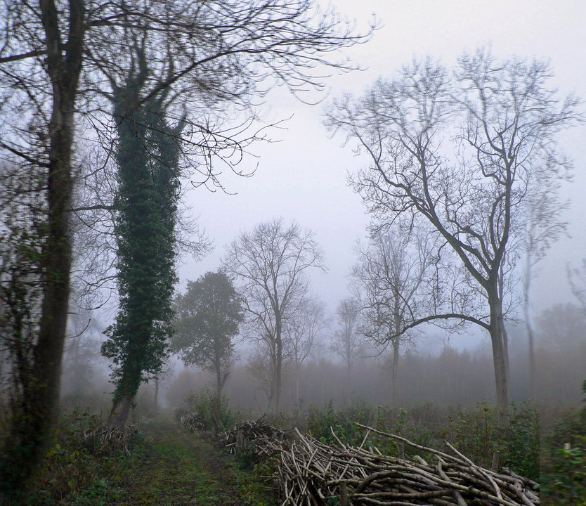 select left of pic for previous, right for next, top for index