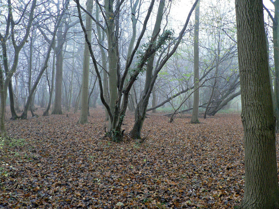 select left of pic for previous, right for next, top for index