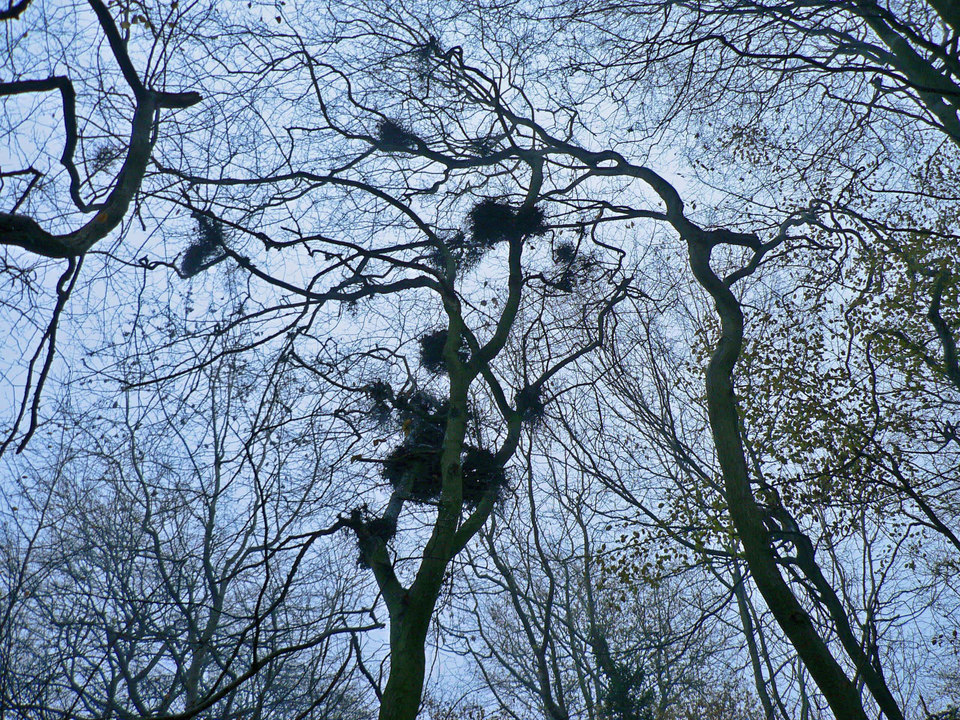 select left of pic for previous, right for next, top for index