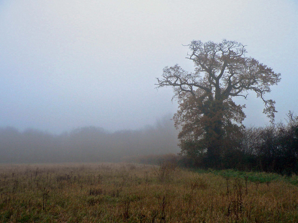 select left of pic for previous, right for next, top for index