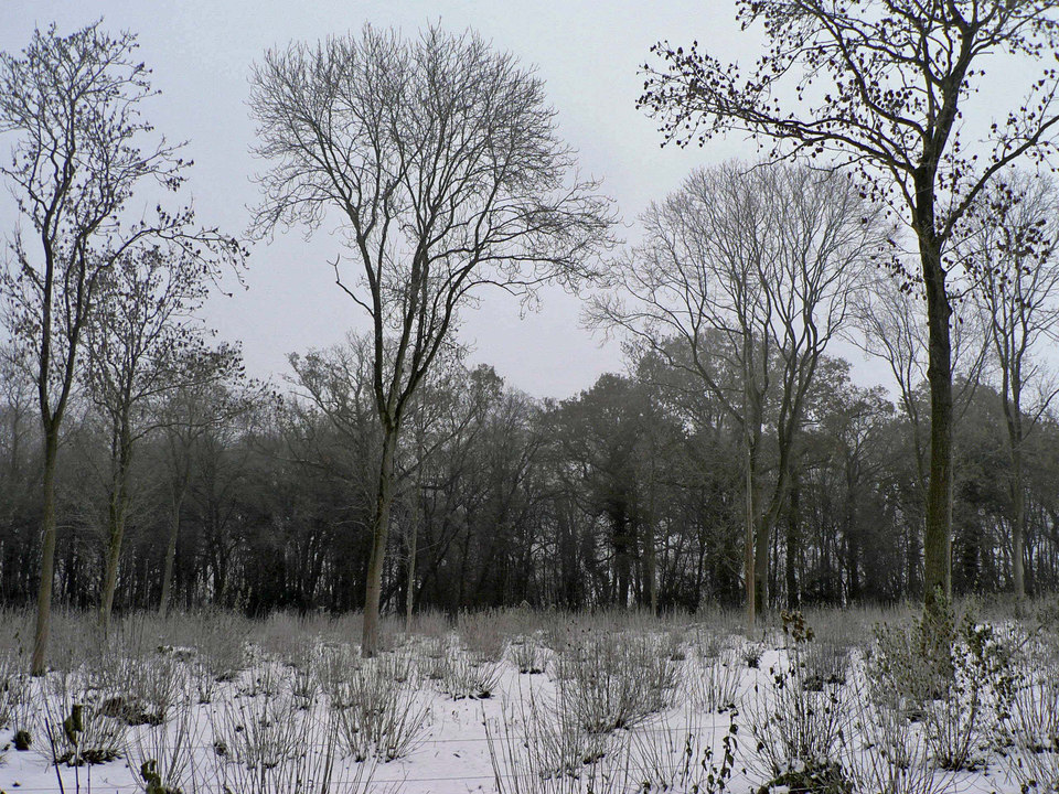 select left of pic for previous, right for next, top for index