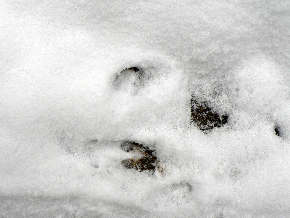 select left of pic for previous, right for next, top for index