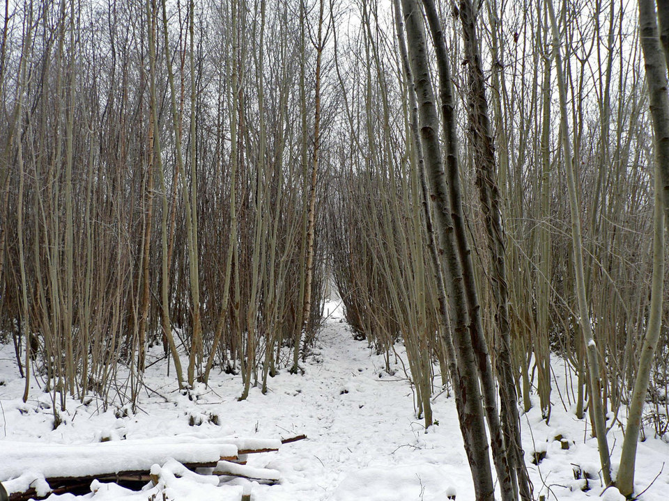 select left of pic for previous, right for next, top for index