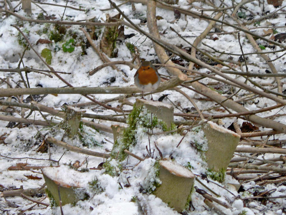 select left of pic for previous, right for next, top for index