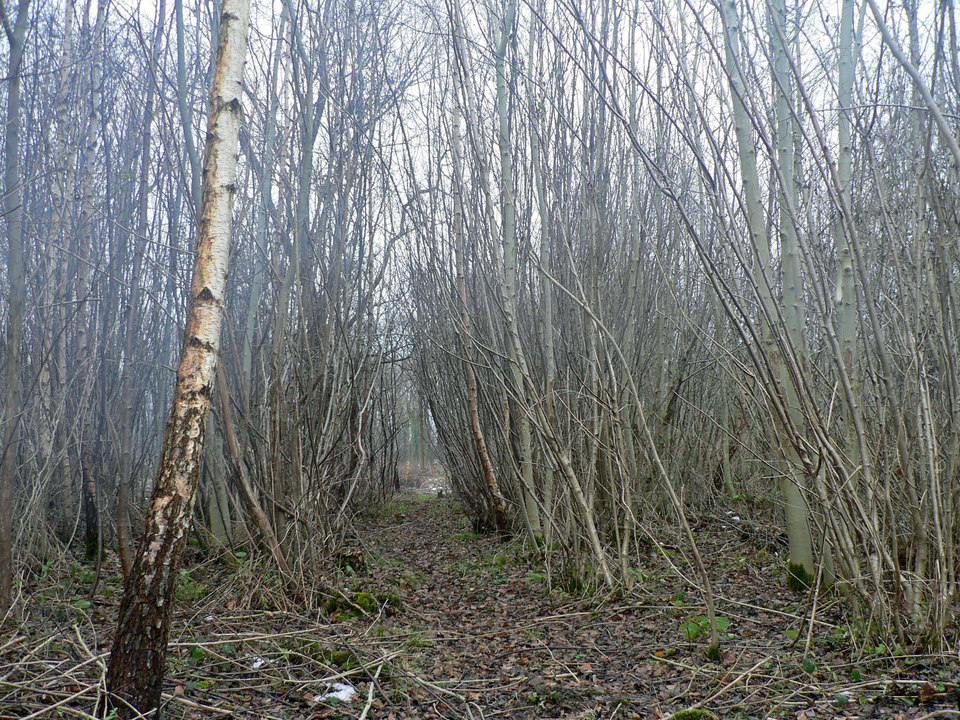 select left of pic for previous, right for next, top for index