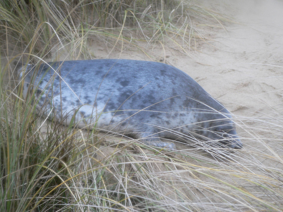 select left of pic for previous, right for next, top for index