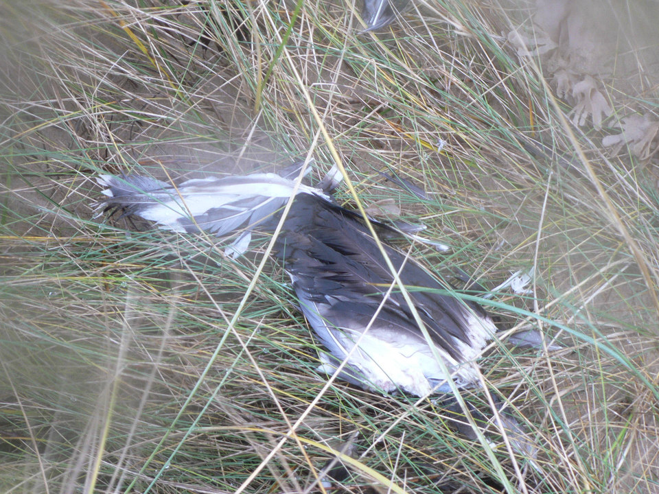 select left of pic for previous, right for next, top for index