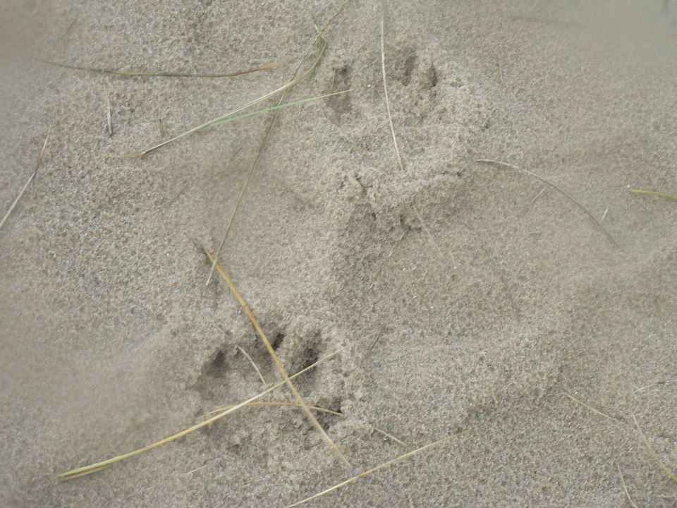 select left of pic for previous, right for next, top for index