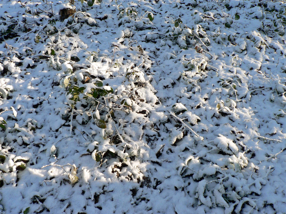 select left of pic for previous, right for next, top for index