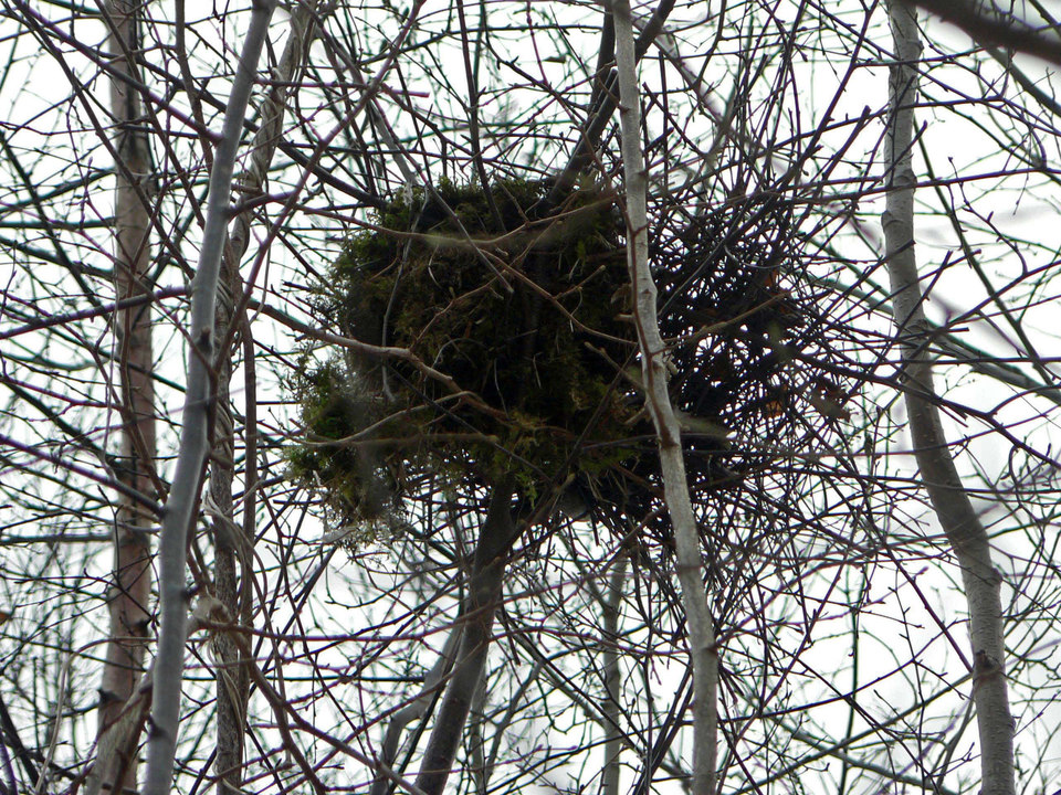 select left of pic for previous, right for next, top for index