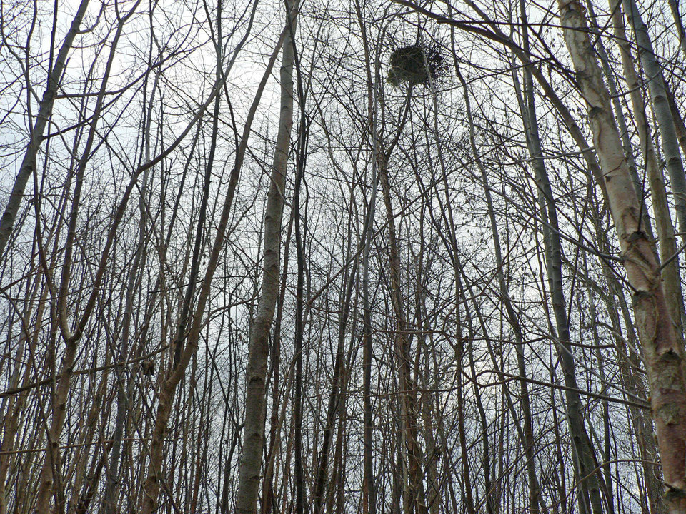 select left of pic for previous, right for next, top for index