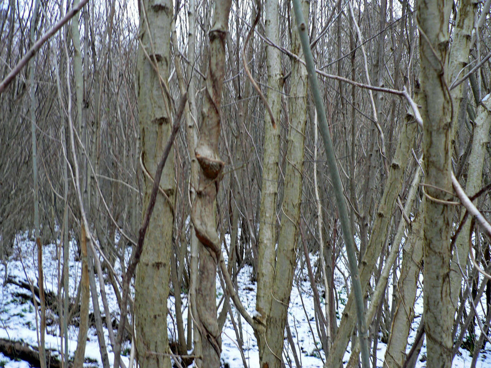 select left of pic for previous, right for next, top for index