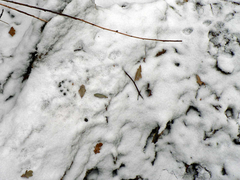 select left of pic for previous, right for next, top for index